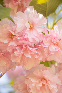 春色摄影照片_户外粉色小花下午粉色花室外摄影摄影图配图