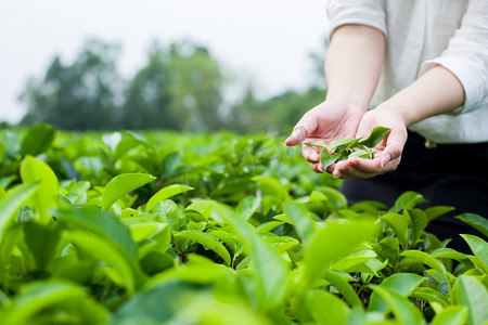 茶叶清晨少女在茶园摘茶摄影图配图