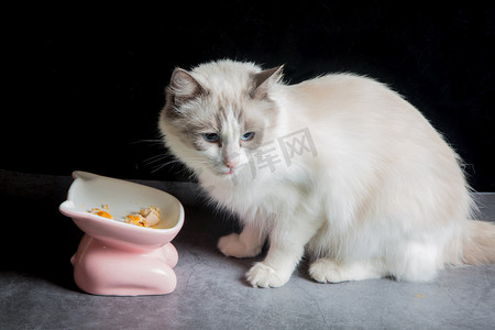 猫咪吃摄影照片_猫猫布偶猫毛茸茸可爱吃饭摄影图配图