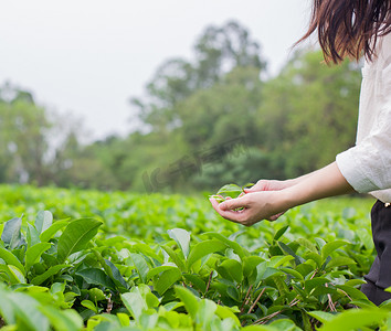 茶叶白天茶树茶园摘茶摄影图配图