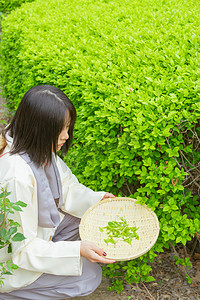 春季采茶白天美少女户外茶田采茶摄影图配图