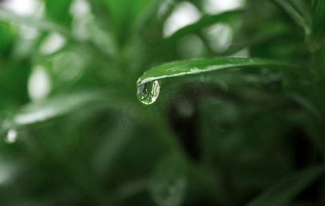 谷雨节气摄影照片_春季春天谷雨水滴叶子摄影图配图
