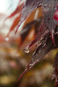 传统谷雨摄影照片_春季春天谷雨雨水红叶摄影图配图