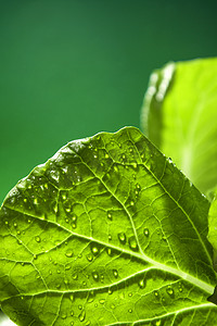 蔬菜春天摄影照片_春季春天小白菜叶谷雨新鲜蔬菜摄影图配图