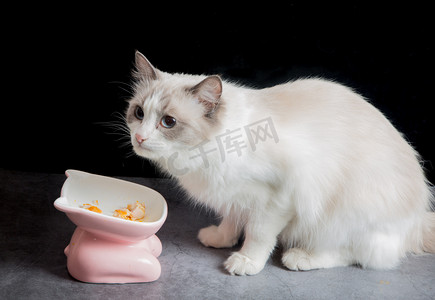 猫咪吃摄影照片_猫猫布偶猫毛茸茸动物吃饭摄影图配图