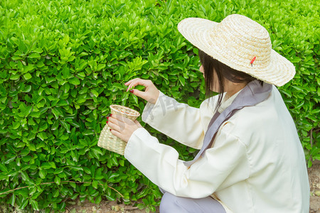 采茶早上少女白天摘茶叶摄影图配图