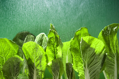 谷雨实景摄影照片_春天春季小白菜谷雨蔬菜摄影图配图