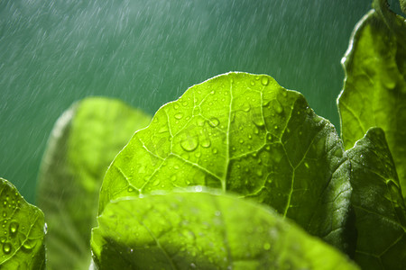 传统谷雨摄影照片_春天春分小白菜谷雨二十四节气摄影图配图