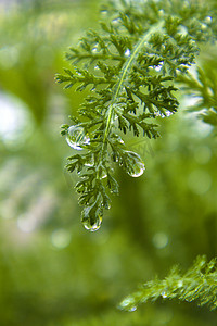 传统谷雨摄影照片_春季春天谷雨雨水二十四节气摄影图配图