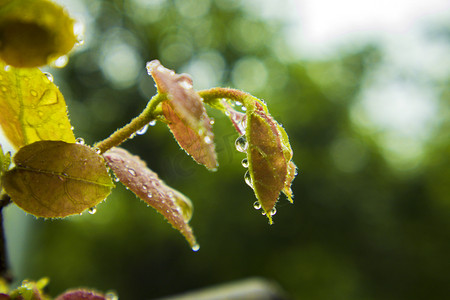 大自然植物摄影照片_春季春天谷雨雨水雨滴摄影图配图