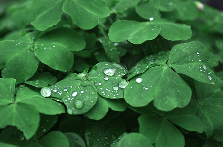 节气谷雨摄影照片_春季春天谷雨四叶草植物摄影图配图