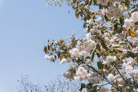 春季白色樱花盛开自然风景摄影图配图