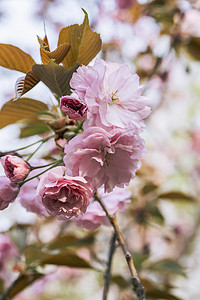 赏樱花摄影照片_美丽观赏花植物垂枝大叶早樱公园摄影图配图