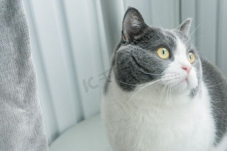 猫猫蓝白毛茸茸英短可爱摄影图配图