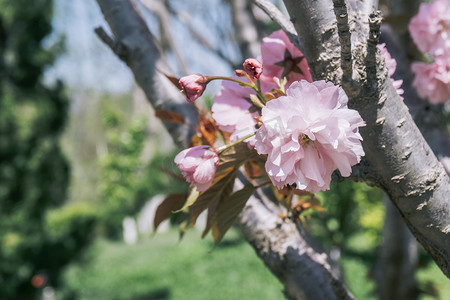 春天树枝上粉色樱花花朵摄影图配图