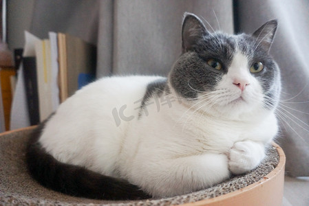 猫猫英短蓝白大眼睛宠物摄影图配图