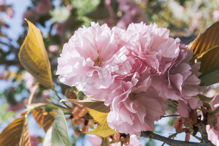 自然风景粉色浪漫樱花摄影图配图