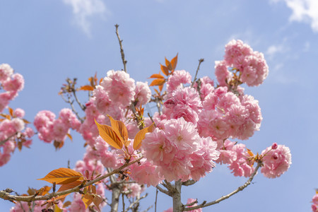 美丽的垂枝大叶早樱粉色樱花花朵摄影图配图