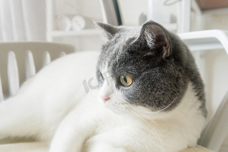 猫猫萌宠蓝白大眼睛可爱摄影图配图