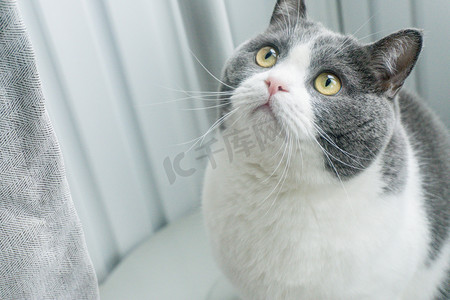 猫猫英短蓝白大眼睛毛茸茸摄影图配图