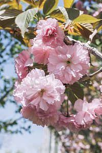 园林植物粉色樱花树风景摄影图配图
