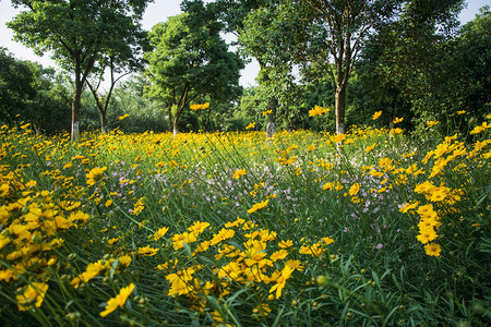 重阳节摄影照片_公园里的野菊花下午花朵公园无摄影图配图