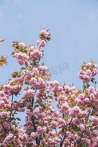 赏樱花摄影照片_公园樱花树花枝盛开花朵摄影图配图