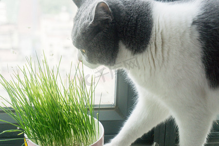 猫咪猫草英短蓝白动物摄影图配图