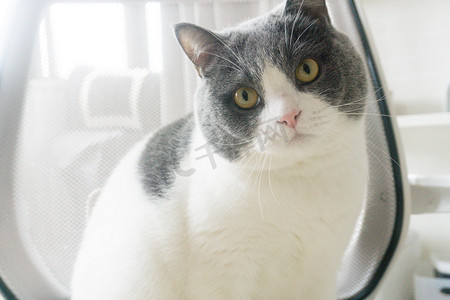 宠物爱摄影照片_猫猫猫咪英短蓝白大眼睛摄影图配图