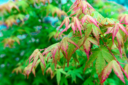 绿色雨水摄影照片_春季春天谷雨红叶自然风景摄影图配图
