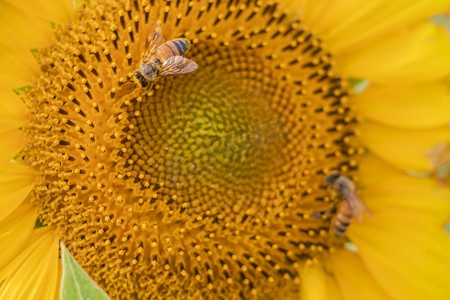 小蜜蜂psd摄影照片_向日葵花朵下午向日葵田里无摄影图配图
