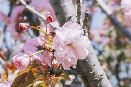 春季花卉植物粉色樱花摄影图配图