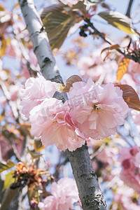 粉色季节浪漫花卉植物樱花摄影图配图