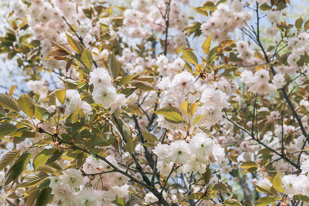 园林赏花淡粉色浪漫樱花摄影图配图