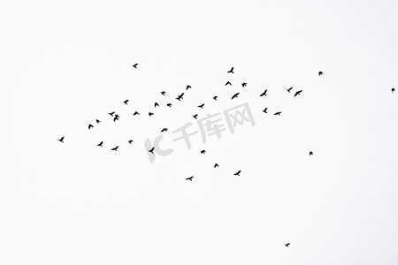 候鸟摄影照片_春天白天飞翔的鸟户外天空飞翔摄影图配图