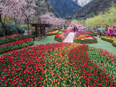 郁金香早上郁金香花朵户外装饰摄影图配图