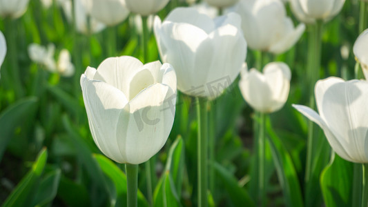 花朵白色摄影照片_花卉春天白天郁金香花海开花摄影图配图