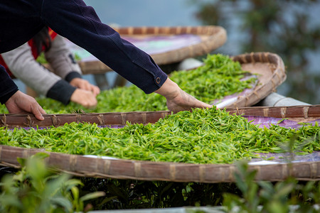 茶道养生摄影照片_养生清晨手茶园晾晒摄影图配图