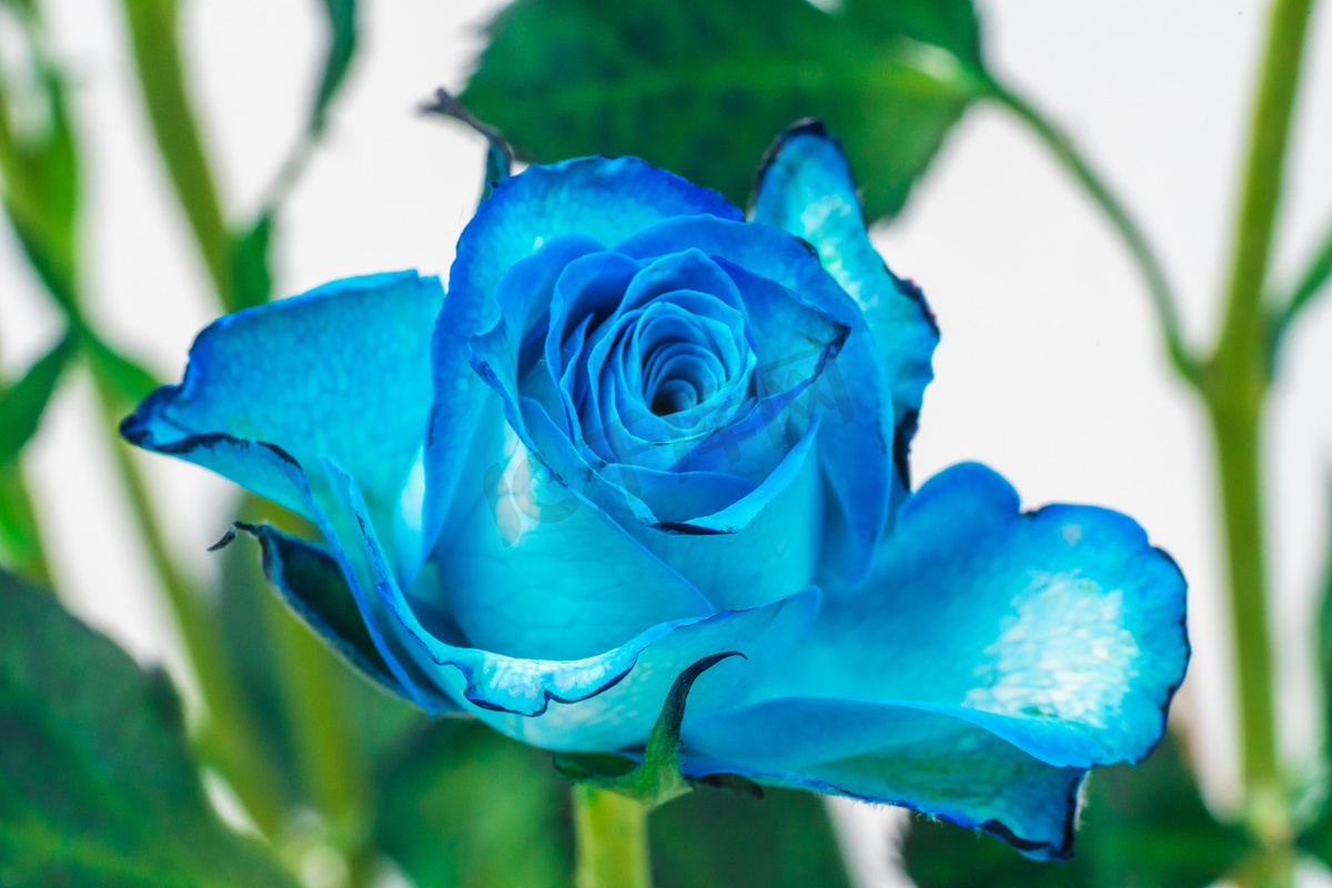 一种晶莹剔透蓝色的花 - AI壁纸 - 素材集市