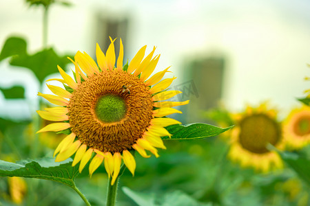 sunflower摄影照片_向日葵傍晚向日葵户外花海正面摄影图配图