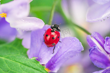 写实谷雨摄影照片_谷雨春分春季早上花朵七星瓢虫户外装饰摄影图配图