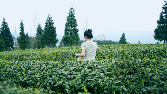 茶园美女摄影照片_实拍茶园采茶女背影