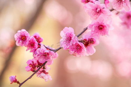 桃花早上粉红色花朵桃园花枝摄影图配图