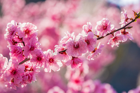 桃花白天桃花桃树枝桃园开花摄影图配图