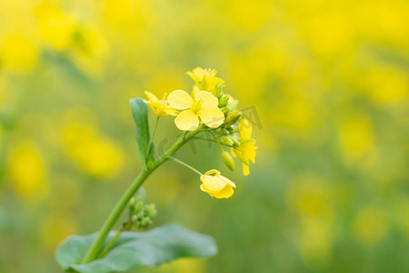 高清花素材摄影照片_植物春天早上油菜花农田开花摄影图配图