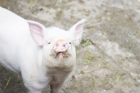 猪摄影照片_猪下午猪头猪圈动物摄影图配图