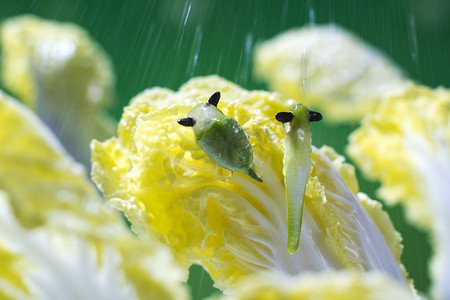节气图摄影照片_春季春天谷雨雨滴大白菜摄影图配图
