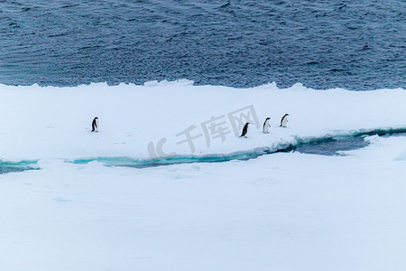 企鹅免扣PNG图摄影照片_南极极昼企鹅冰行走摄影图配图