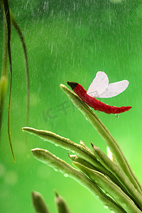 二十四节气雨水摄影照片_春季春天谷雨雨滴健康生活方式摄影图配图