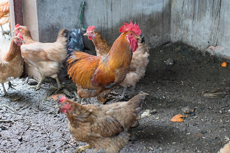 鸡中午鸡群农家养殖摄影图配图